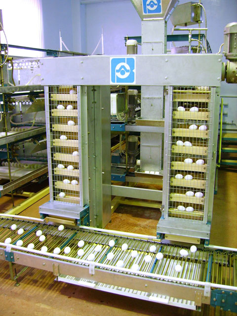 Оборудование для птицеводства - элеваторный яйцесбор