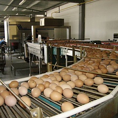 Система транспортировки яйца